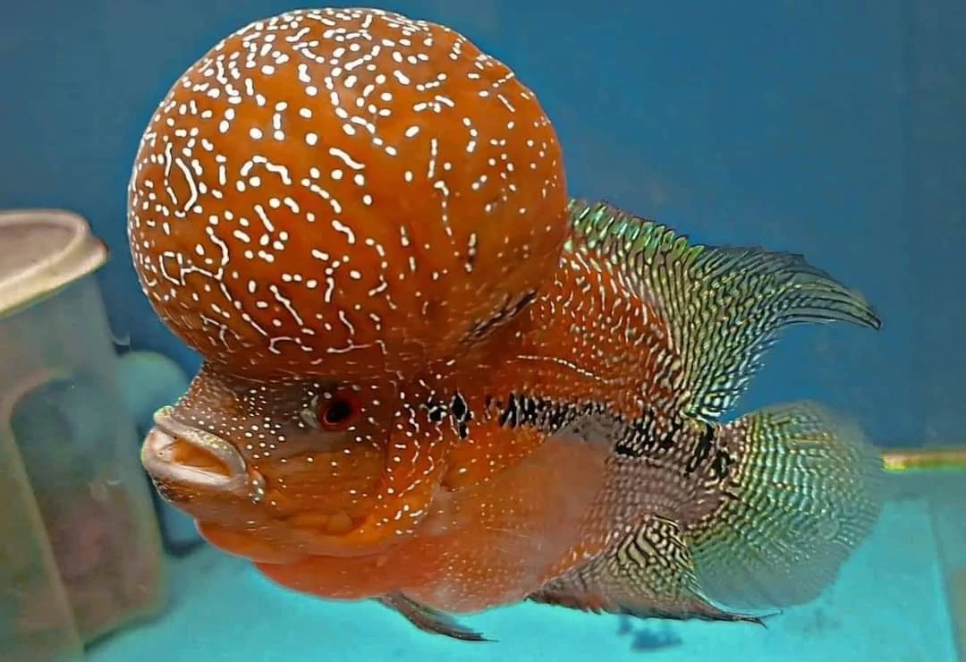 Flowerhorn SRD