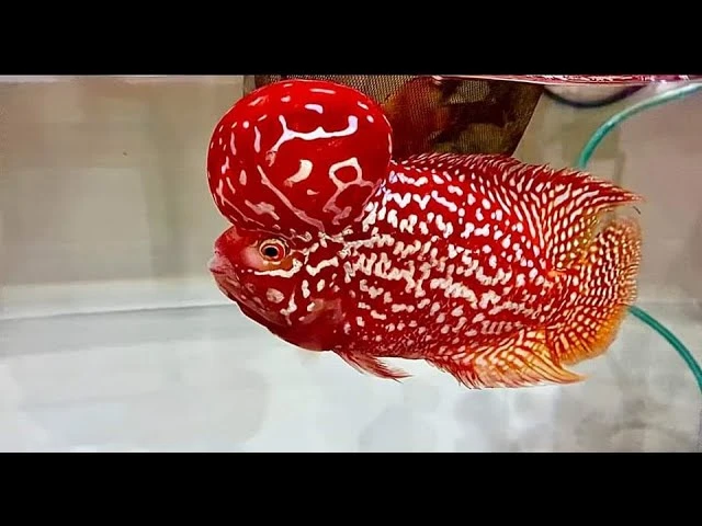 Kamfa Flowerhorn