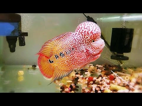 Golden Base Flowerhorn