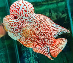 Cencu Flowerhorn